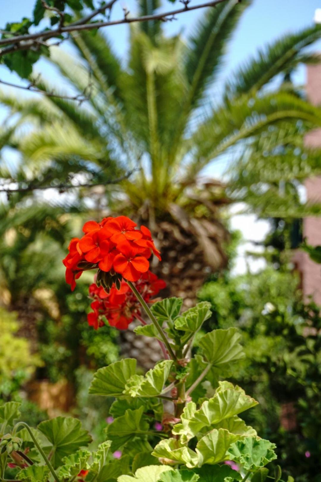 Vagia Traditional, Aegina Island المظهر الخارجي الصورة